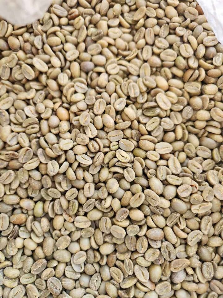 532321931_1302115221538851_5396878184266755006_n